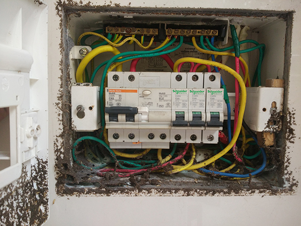 市民應(yīng)該多了解和學(xué)習(xí)一些白蟻的相關(guān)知識