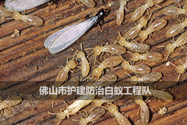 如何消滅白蟻？